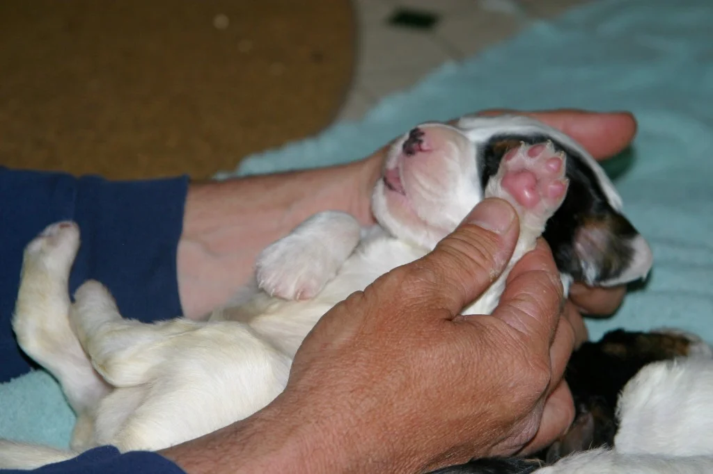 dixiepups326121.jpg