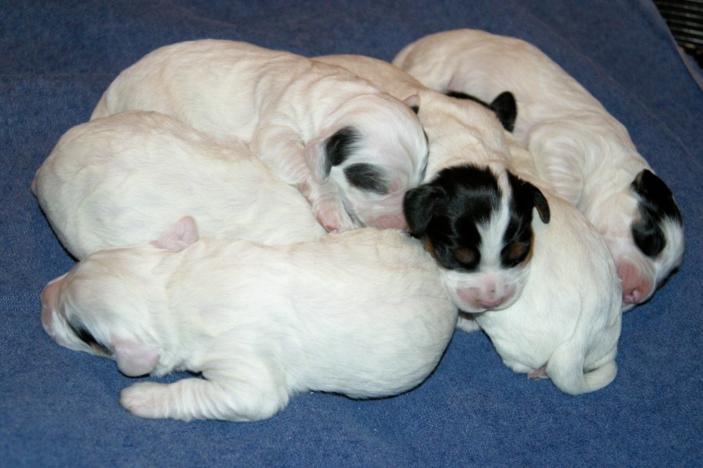 dixiepups316123.jpg