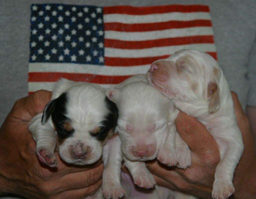 sage+female+pups+513132.jpg