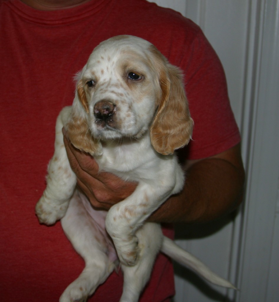 sage+female+pups+621132.jpg