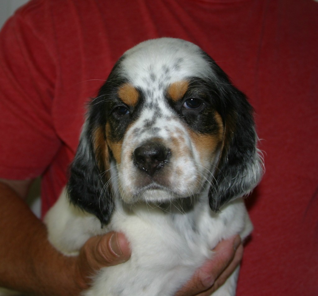 sage+female+pups+621134.jpg