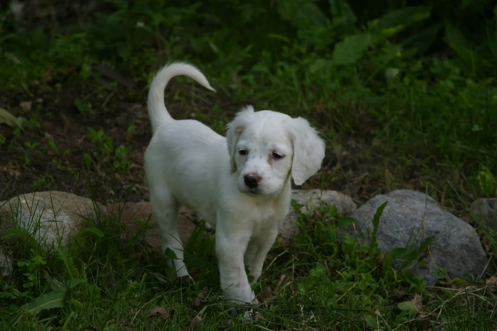 sage+female+pups621132.jpg