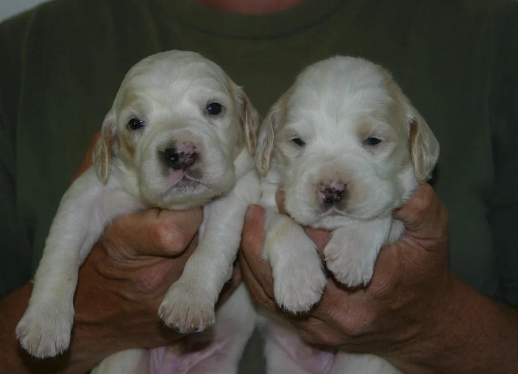 sage+male+pups523131.jpg