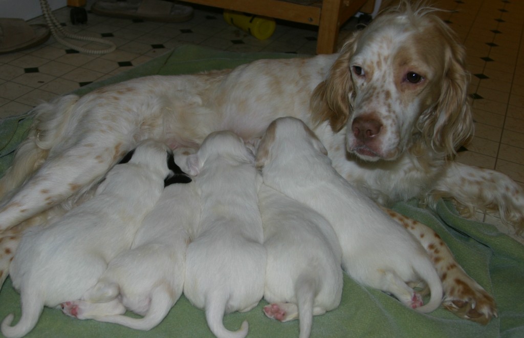 sage+pups+525132.jpg