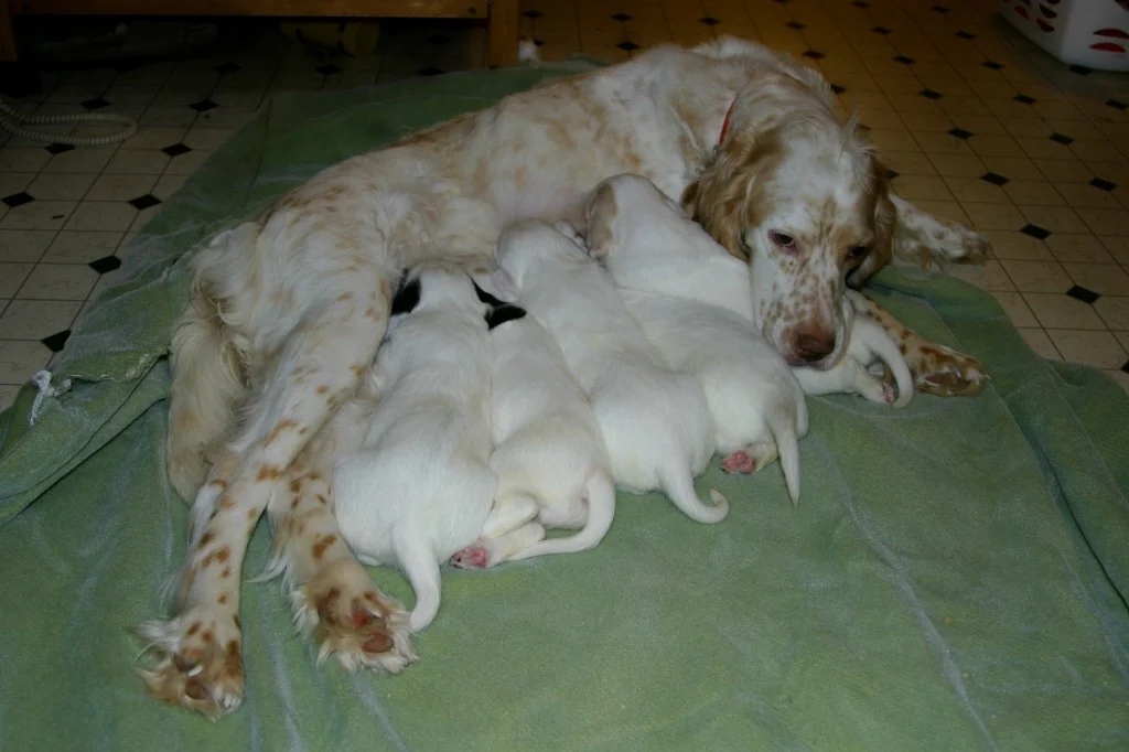 sage+pups+525134.jpg