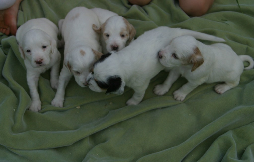 sage+pups+530133.jpg