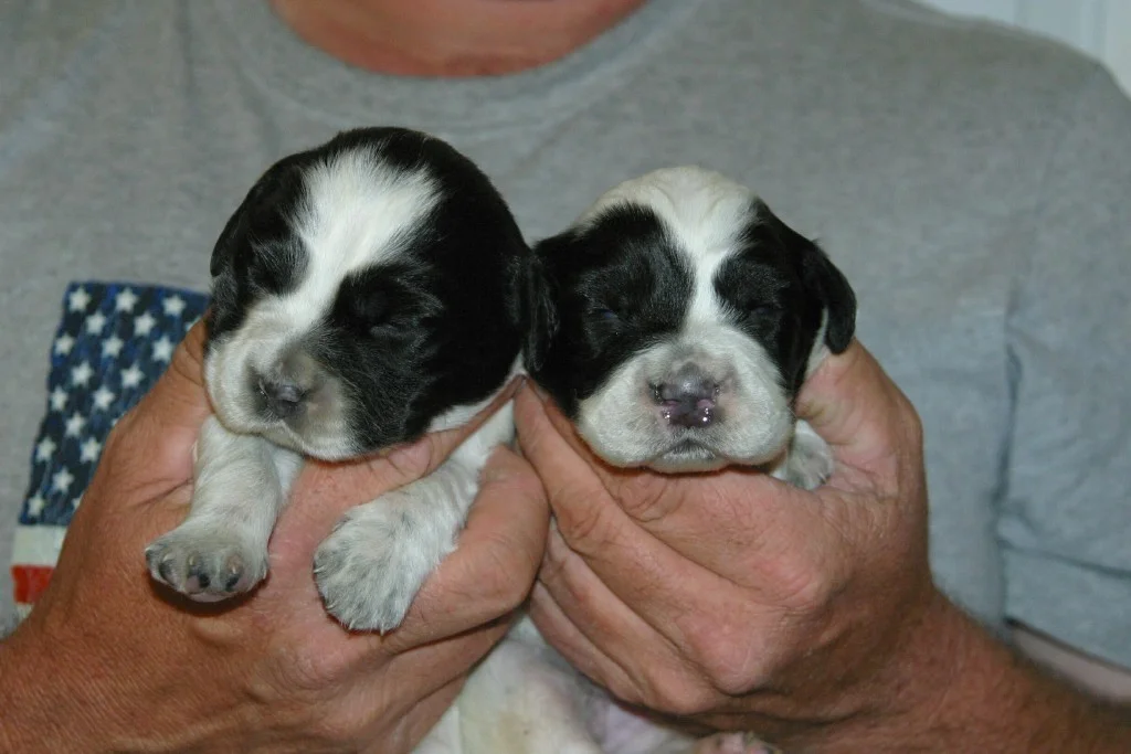 magic+female+pups+114131.jpg