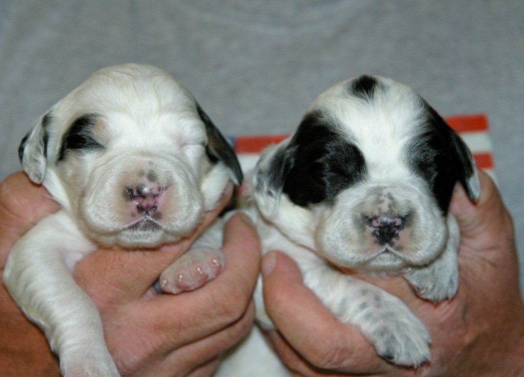 magic+female+pups+114132.jpg