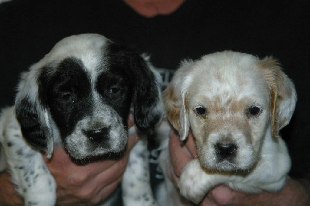 magic+female+pups+124134.jpg
