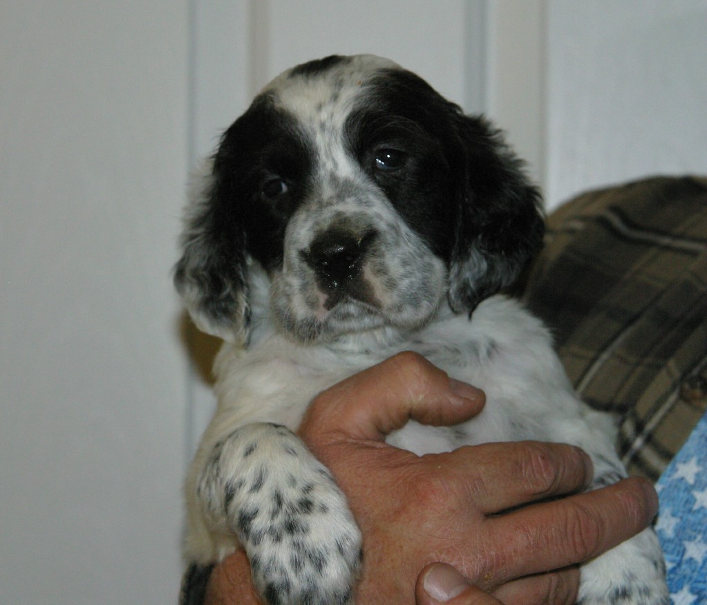 magic+female+pups+125131.jpg