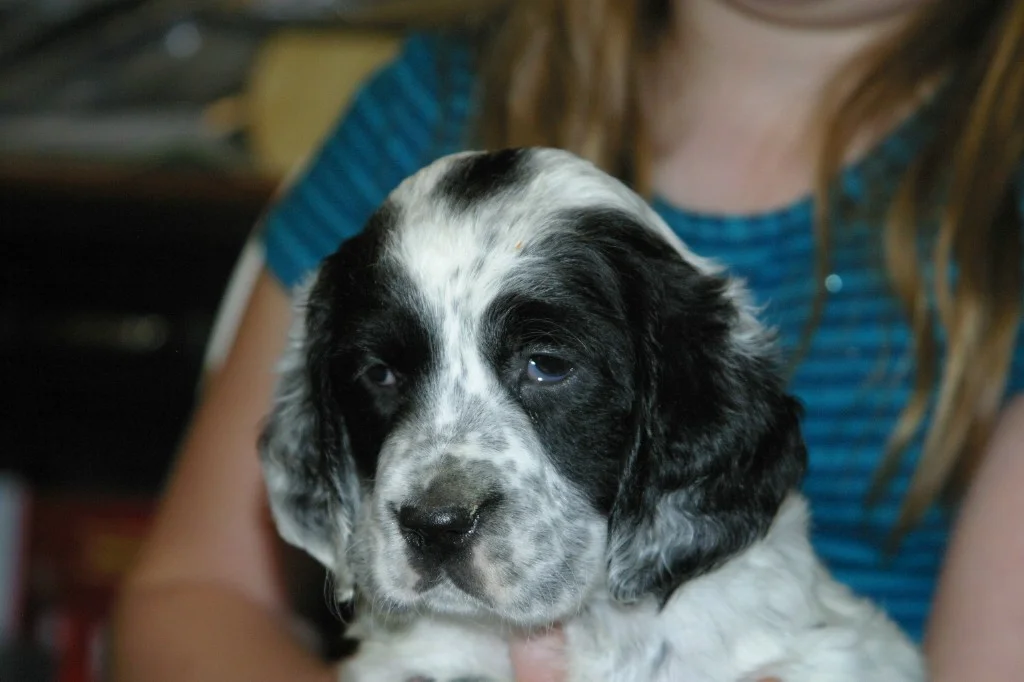 magic+female+pups+125132.jpg