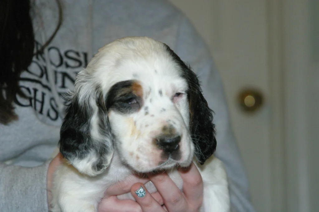 magic+female+pups+125133.jpg