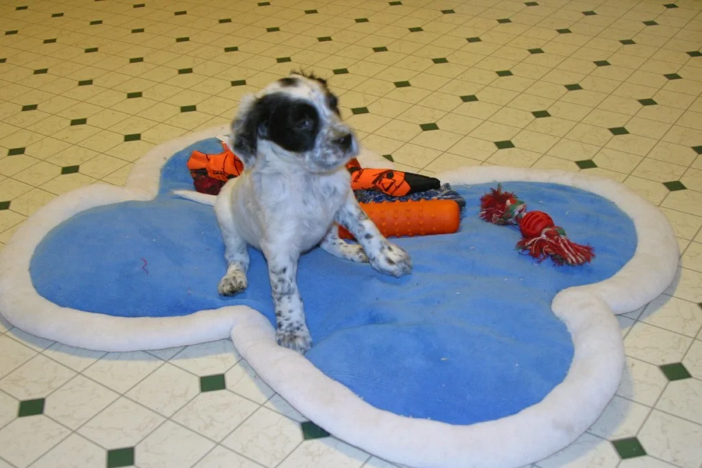 magic+female+pups+127135.jpg