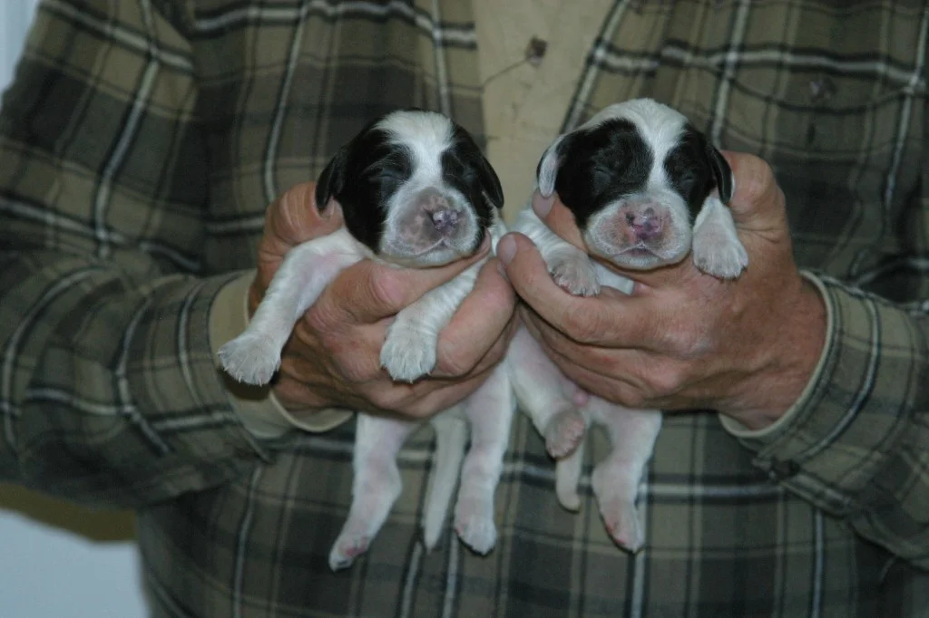 magic+female+pups+1029132.jpg