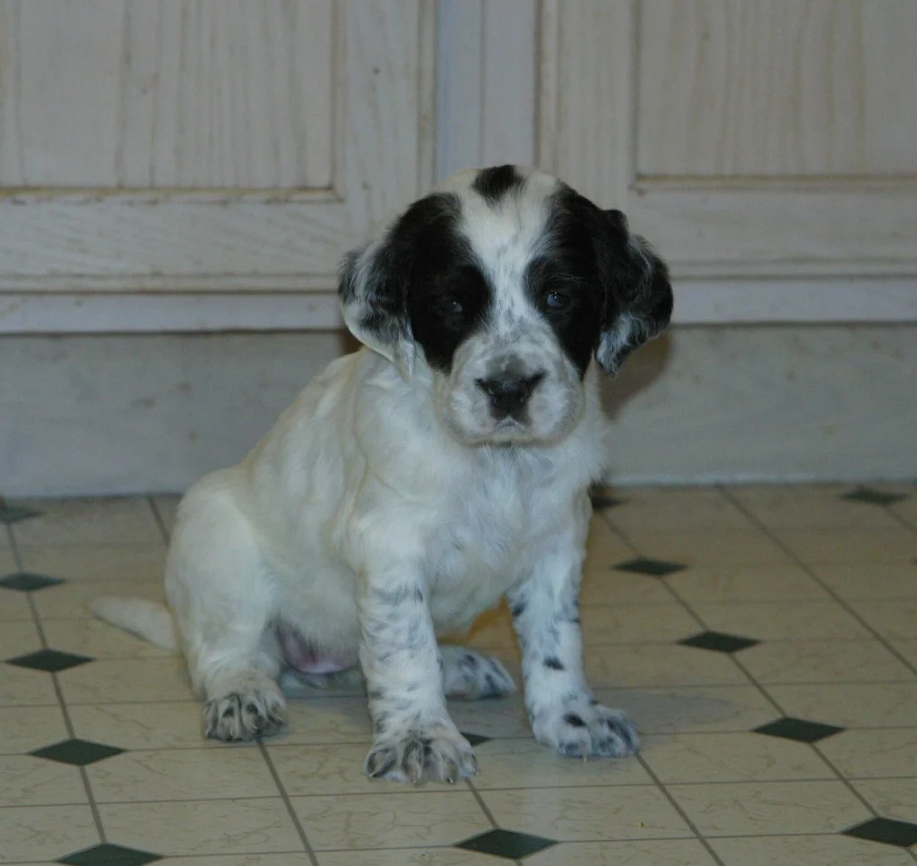 magic+female+pups+1123135.jpg