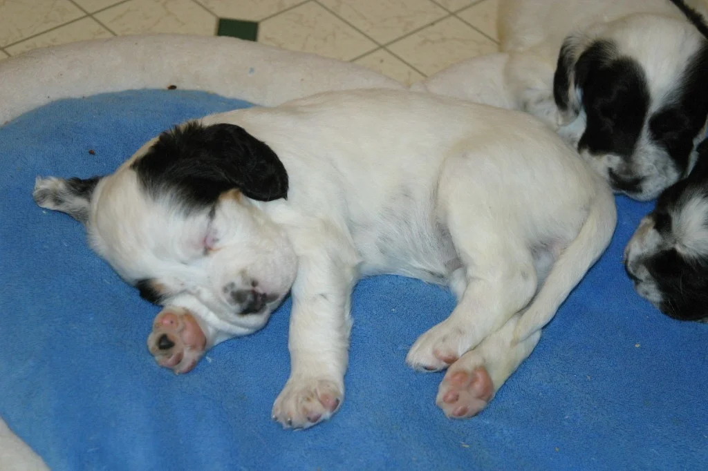 magic+female+pups+1123139.jpg