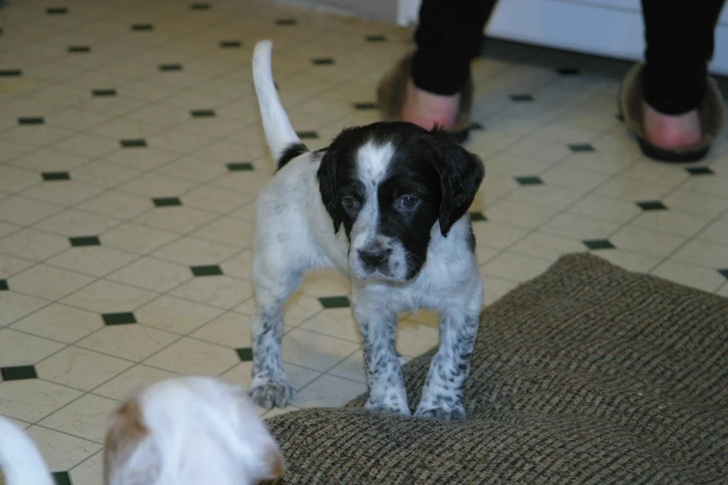 magic+female+pups+1130134.jpg