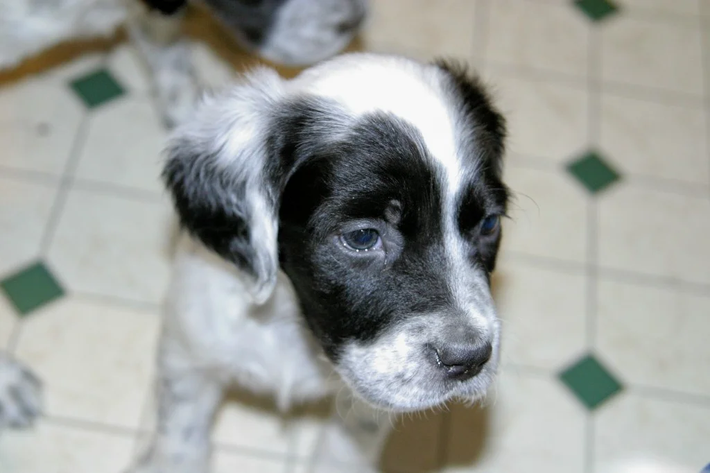 magic+female+pups+1130135.jpg