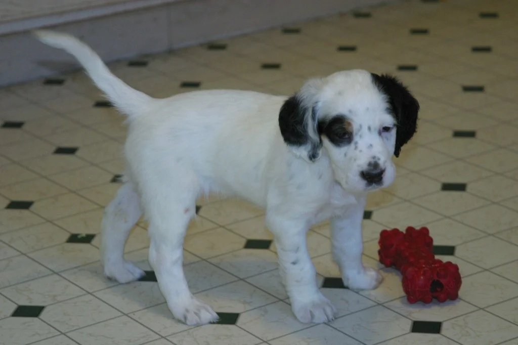 magic+female+pups+1130137.jpg