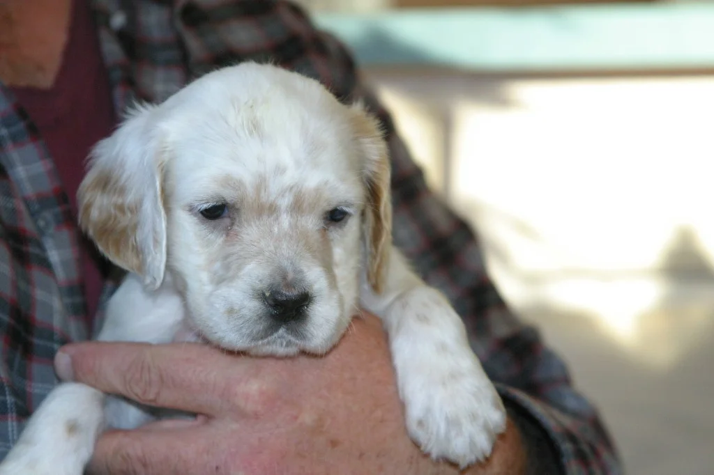 magic+female+pups+1130139.jpg