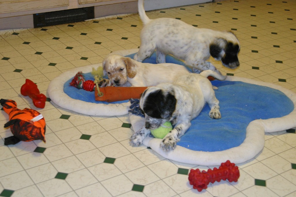 magic+female+pups+1271310.jpg