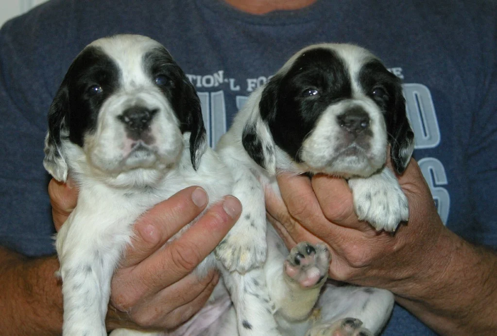 magic+female+pups1118131.jpg