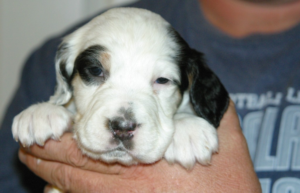 magic+female+pups1118133.jpg