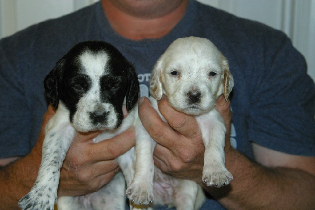 magic+femalle+pups+1118132.jpg