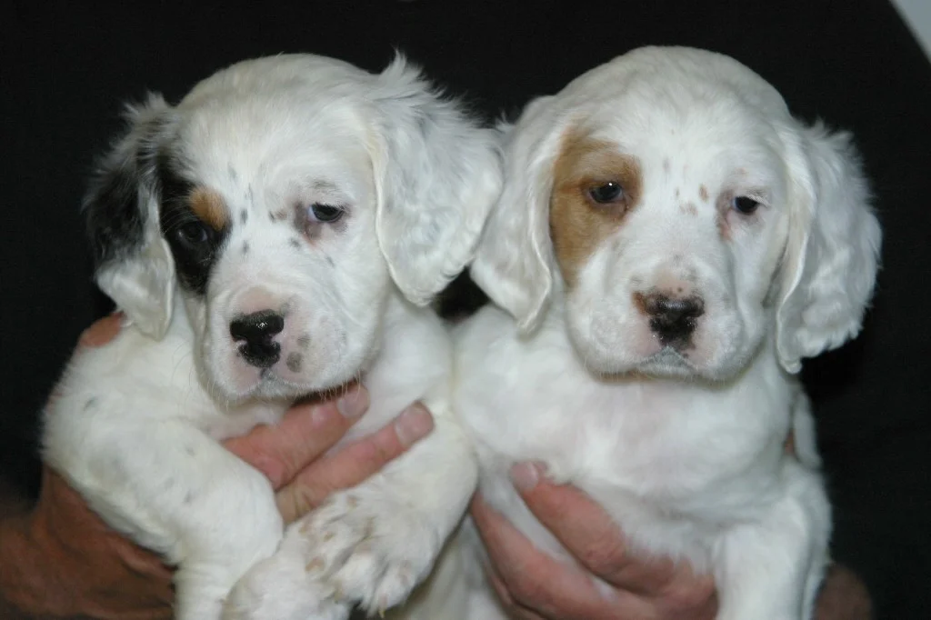 magic+male+pups+124131.jpg
