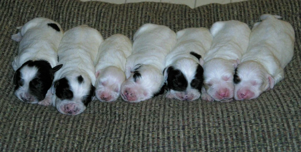 magic+litter+1029131.jpg