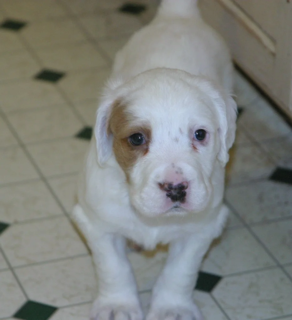 magic+male+pups+1123133.jpg