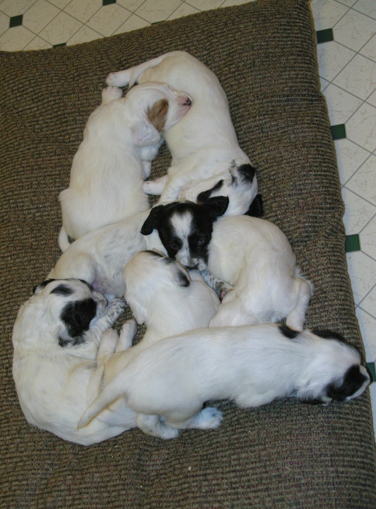 magic+pups+1118133.jpg