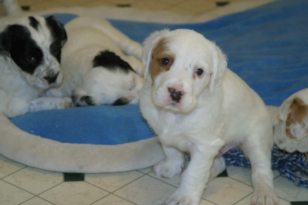 magic+pups+1123131.jpg