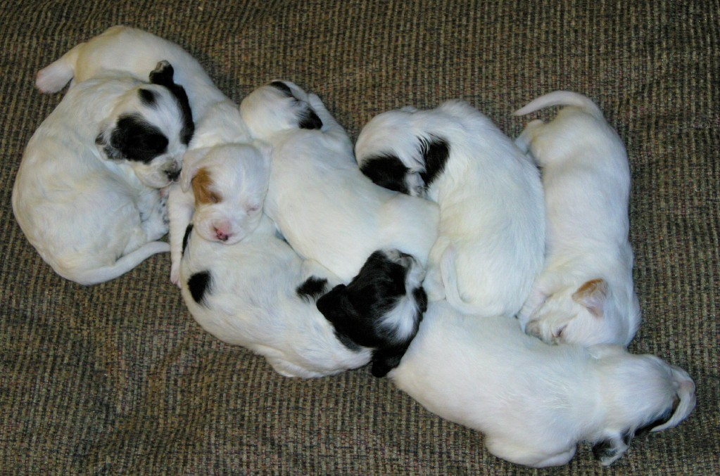 magic+pups1112131.jpg