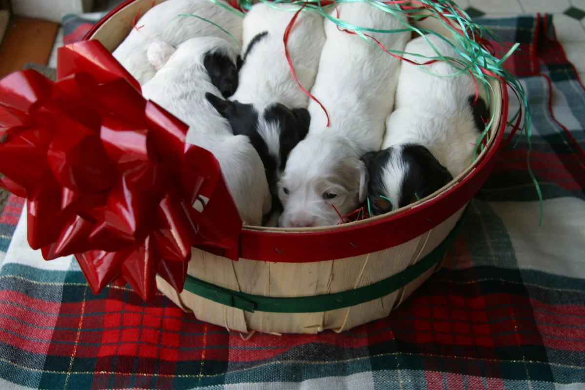 honey+pups+0101152.jpg