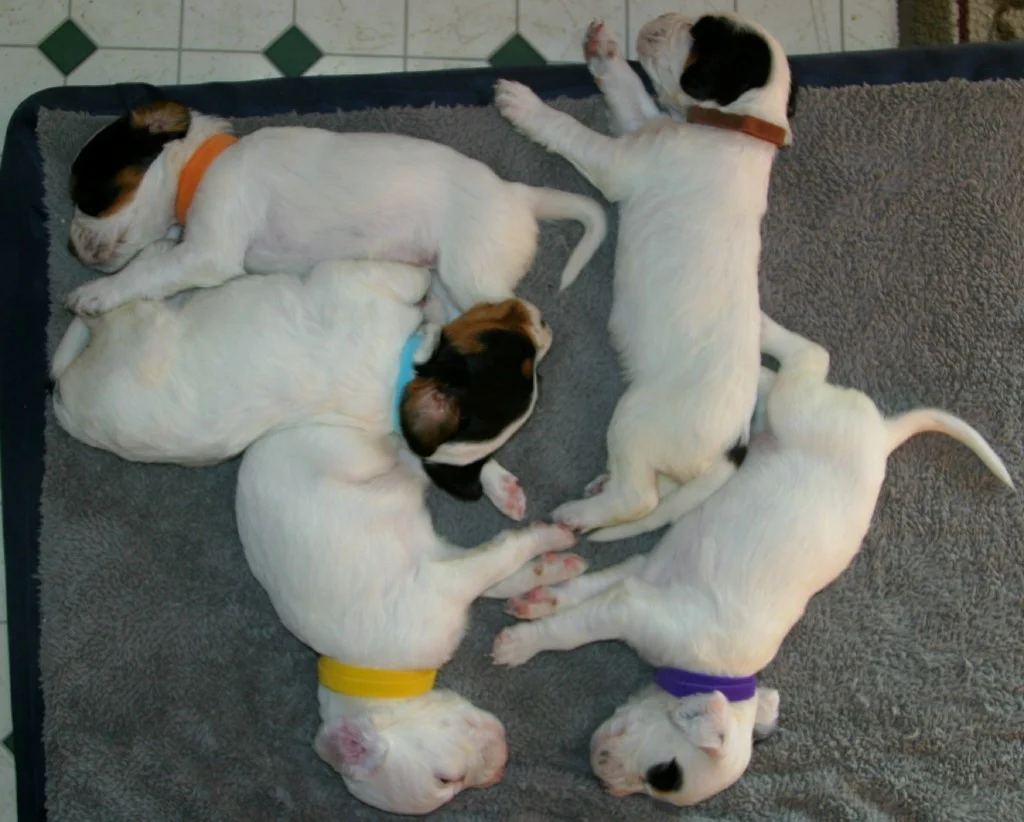 dixiefemalepups76154.jpg