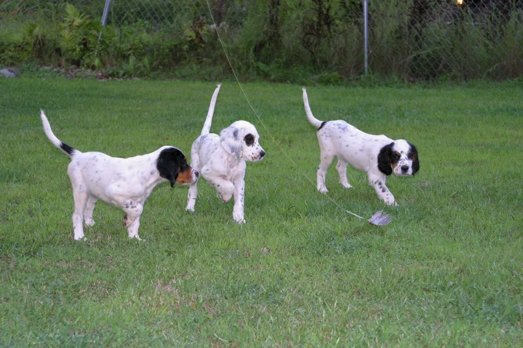 dixiefemalepups822152.jpg