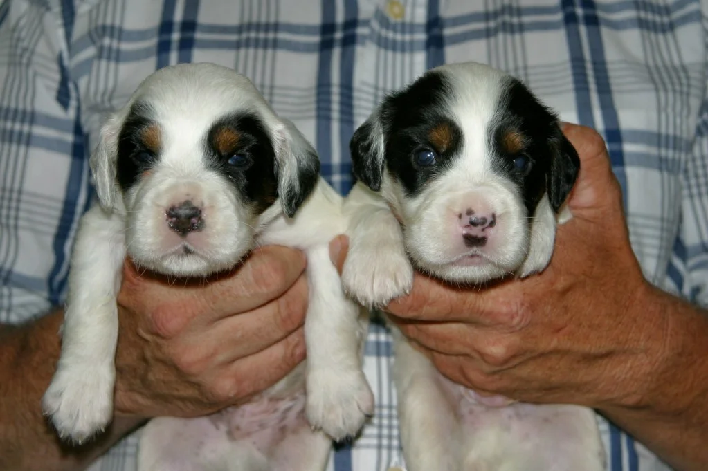 dixiemalepups76152.jpg
