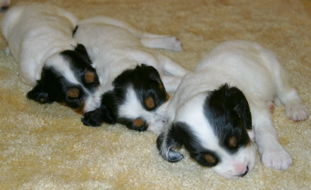 dixiepups714151.jpg