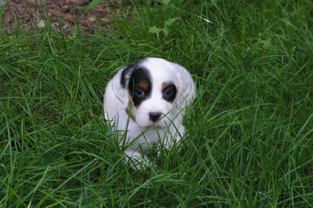winniefemalepups816151.jpg