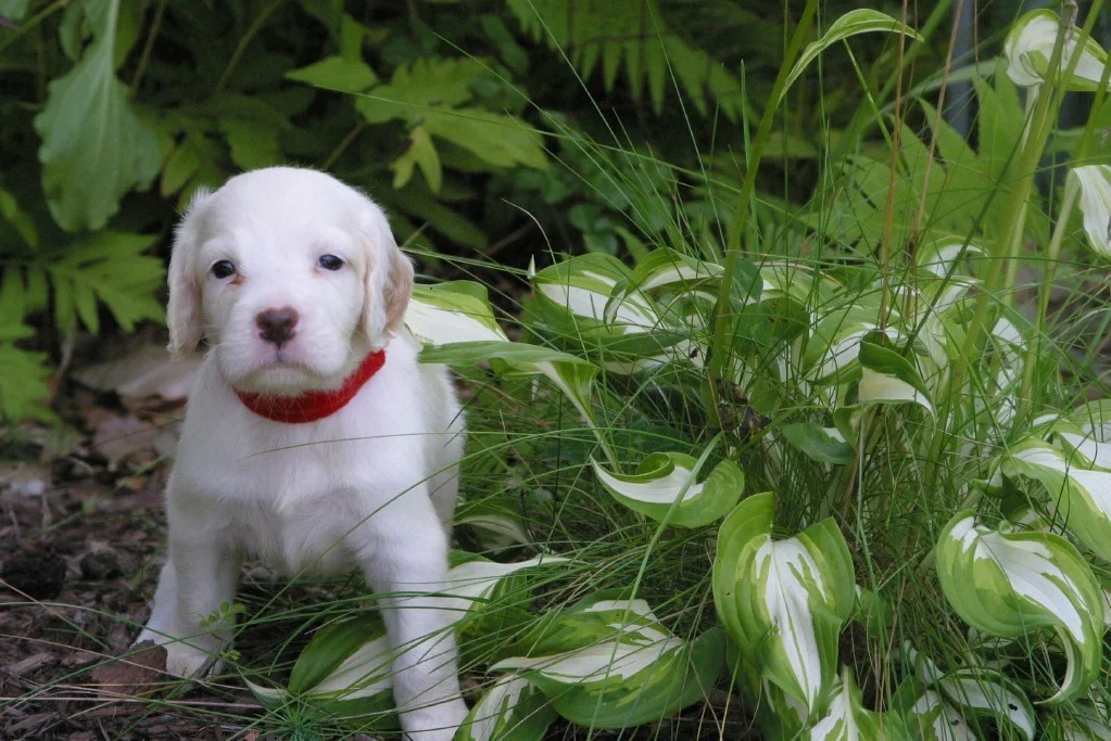 winniefemalepups816157.jpg