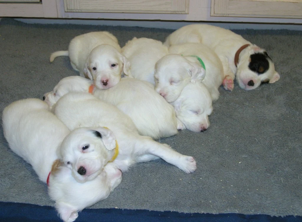 winniepups811152.jpg