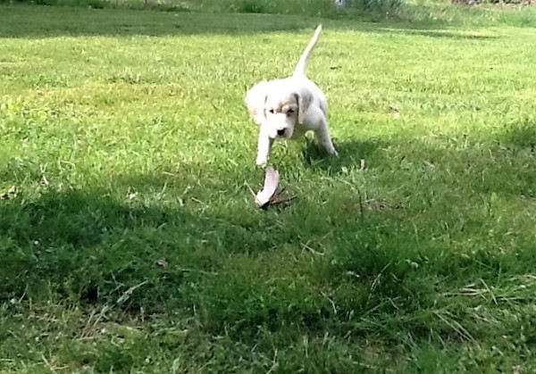 winnie+female+light+blue+collar+53016.jpg