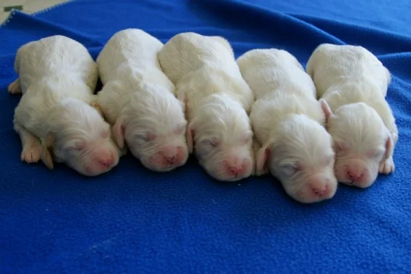 winnie+female+pups+414162.jpg