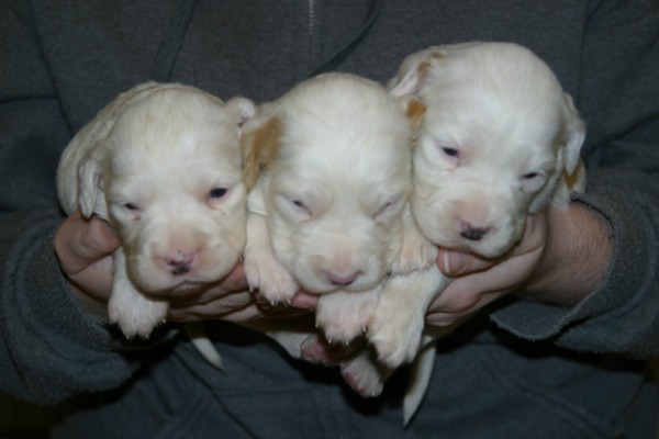 winnie+female+pups+424162.jpg