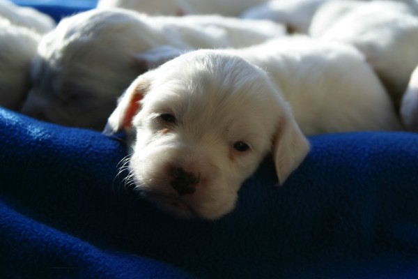 winnie+female+pups+430166.jpg