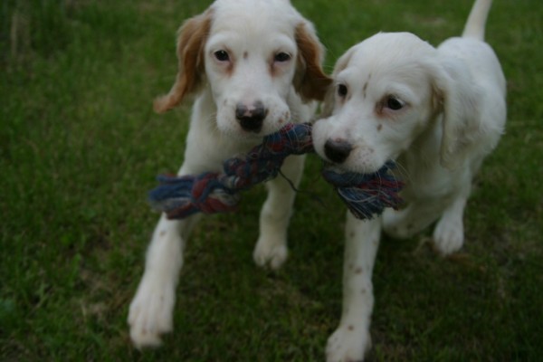 winnie+female+pups+618164.jpg