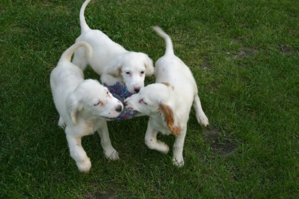 winnie+female+pups+618165.jpg