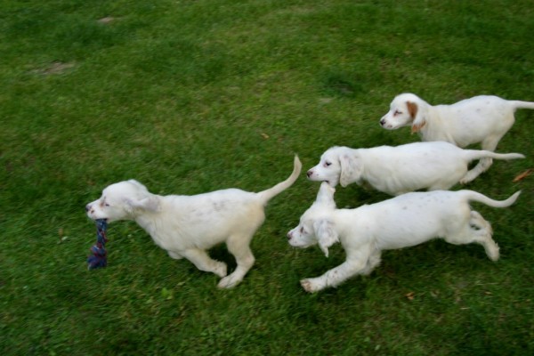 winnie+female+pups+618167.jpg