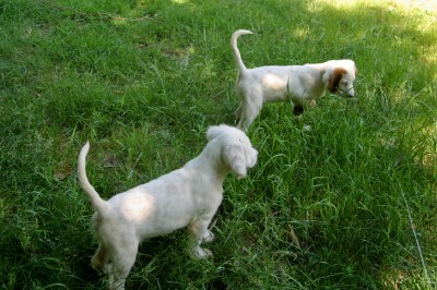 winnie+female+pups+625161.jpg